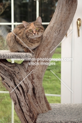 Manx cat crouching in cat tree