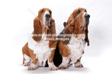two Australian Champion Basset Hounds (Ch. Towritree Whisprin Danni and Ch. Towritree Swagman) 
