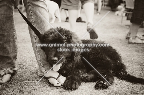 Newfoundland puppy