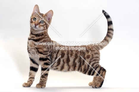 standing Toyger, Brown Mackerel Tabby colour, arched back