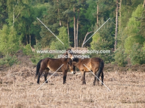 two Exmoor Ponies together