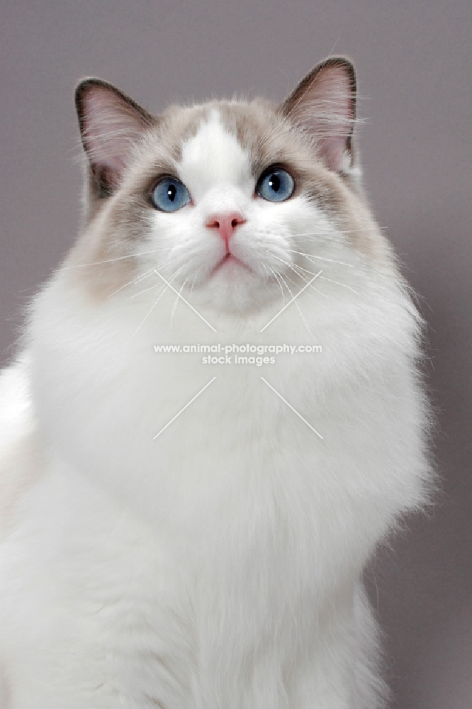 blue point bi-colour Ragdoll, portrait on grey background