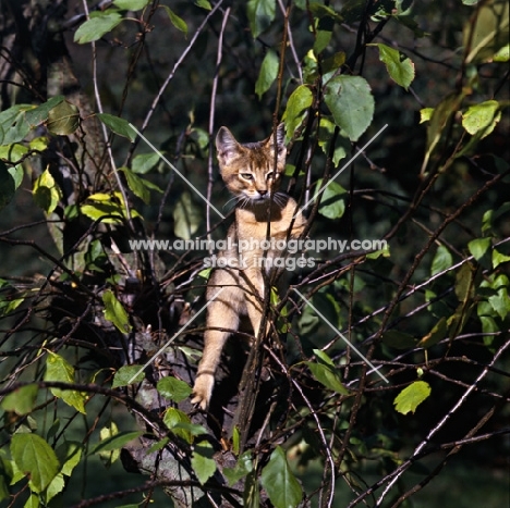 abyssinian kitten on branch