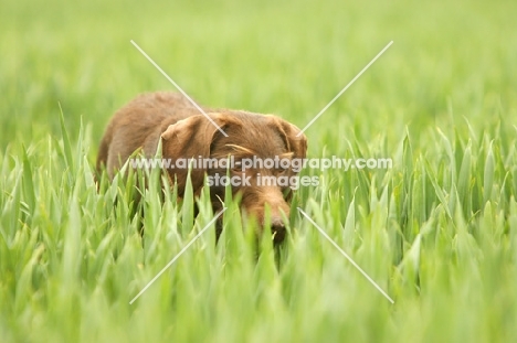 German Wirehaired Pointer in grass
