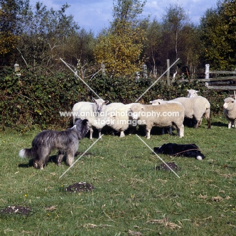 herding sheep