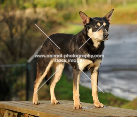 Australian Kelpie