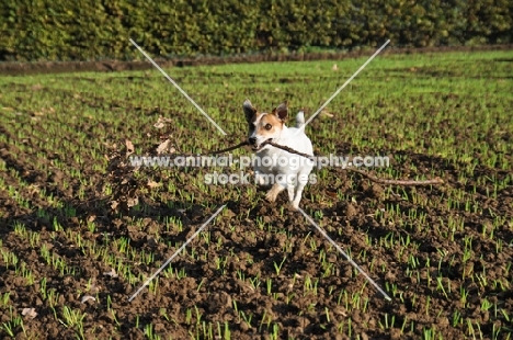 Jack Russell retrieving a whole branch