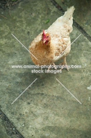 Columbine chicken (a hybrid bred from Cream Legbar/Arucana stock)