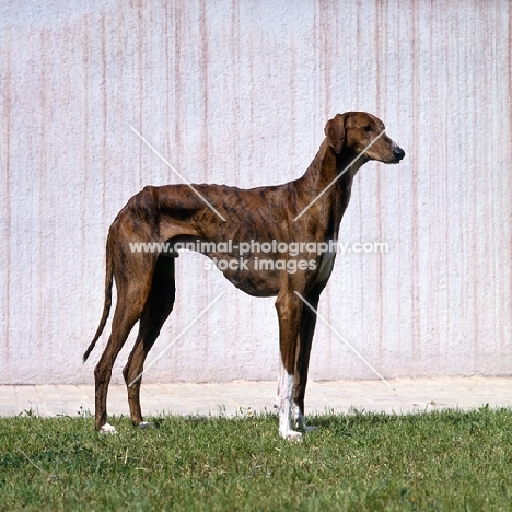 aulad al sahra's ftilemsi,  azawakh posed on grass