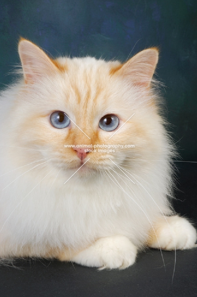 red point birman looking at camera