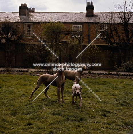  ch wolfox bittersweet, left, two weimaraners with a puppy