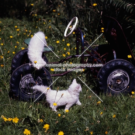 two white kittens playing