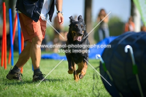 Beauceron training in agility