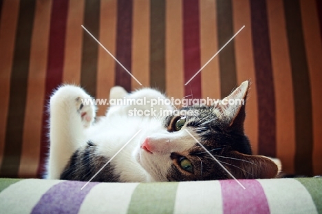 cat on couch, lying on back