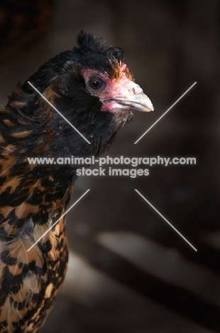 Dutch owlbeard hen (aka Nederlandse Uilebaard)