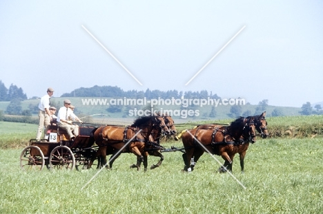 duke of edinburgh driving his team of oldenburgs at championships, zug