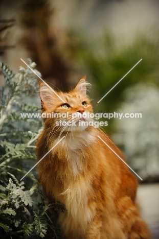 Maine Coon in garden. 