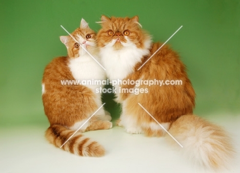 red and white Exotic Shorthair and Persian cats