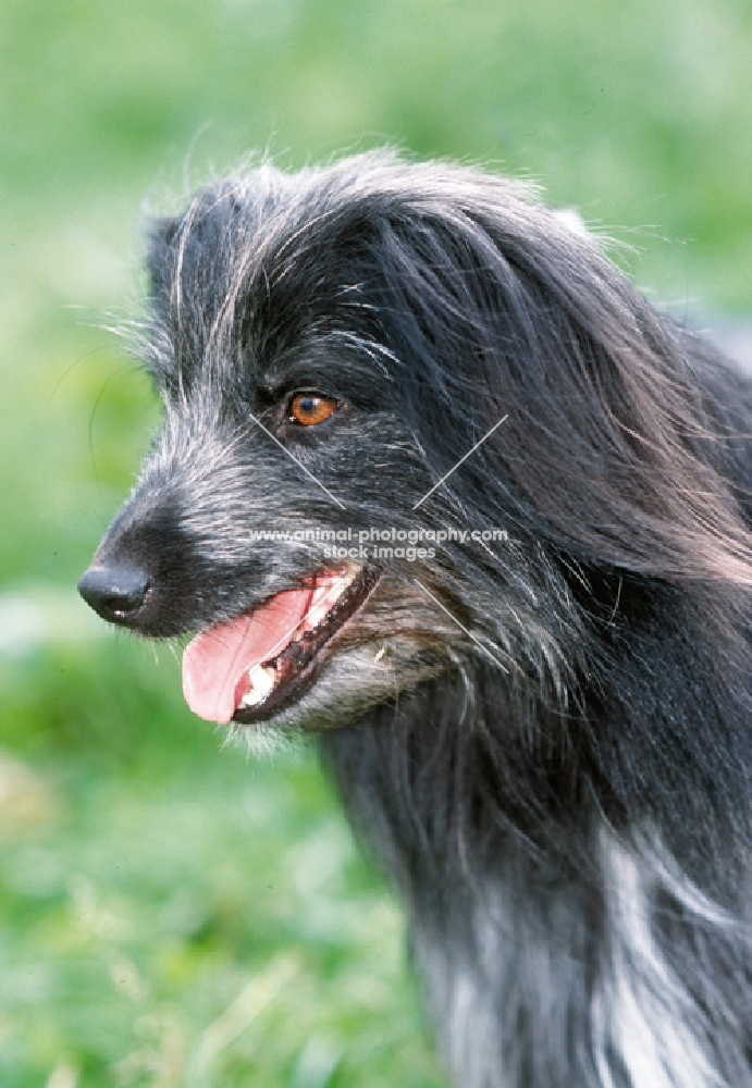Pyrenean sheepdog longcoat, portrait