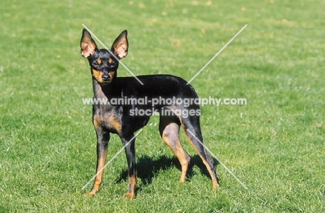 English Toy Terrier standing on grass