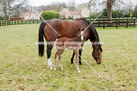 two thoroughbreds in green field