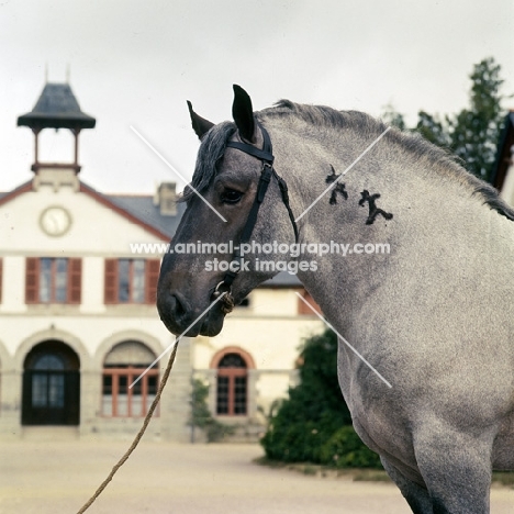 Victorin,  Breton stallion with brand, trait breton, head and shoulders, at Lamballe