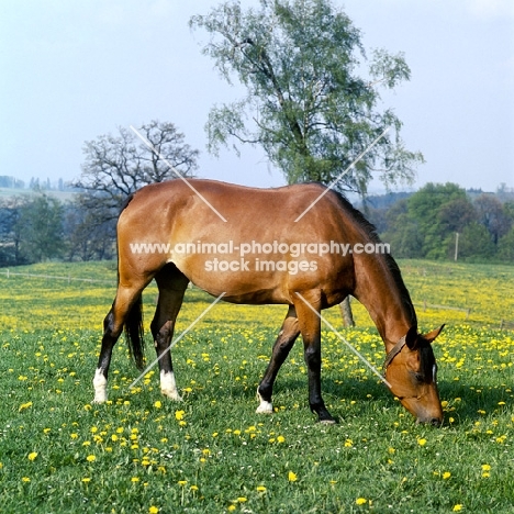 German Arab mare grazing  at marbach, full body 