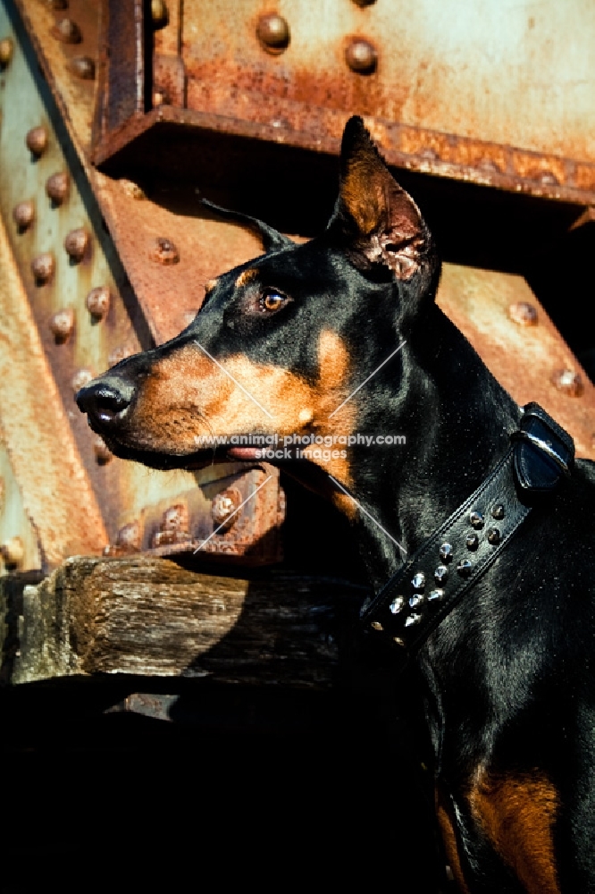 Doberman standing on train bridge