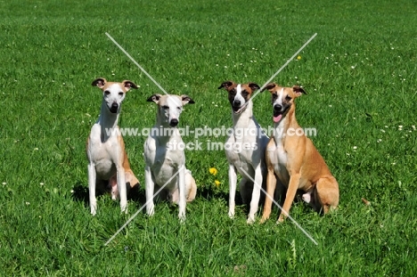 group of four Whippets