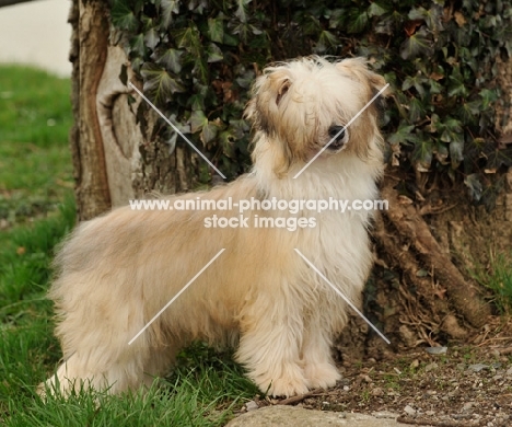 Chinese Crested Dog in full coat