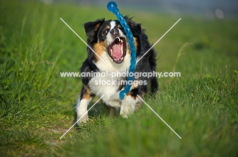 black tri colour australian shepherd catching toy in the long grass