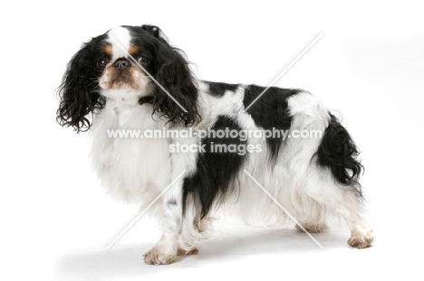 Australian Champion King Charles Spaniel