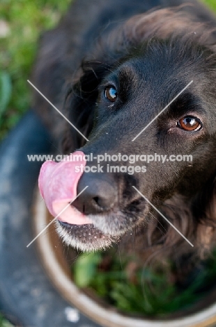 Sprollie (collie/ english springer spaniel cross) licking lips