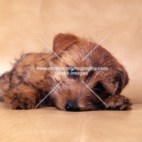 nanfan sage, norfolk terrier puppy lying down