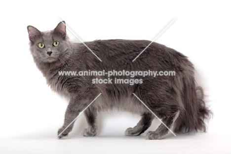 Nebelung cat standing on white background