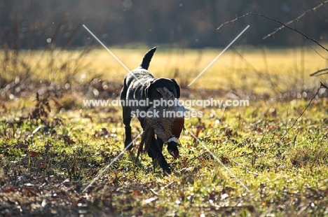 black labrador retriever retrieving pheasant in a field