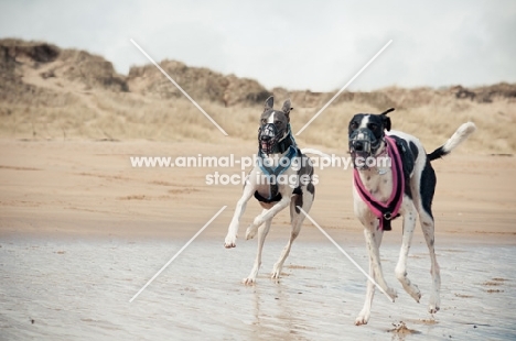 Lurchers on beach