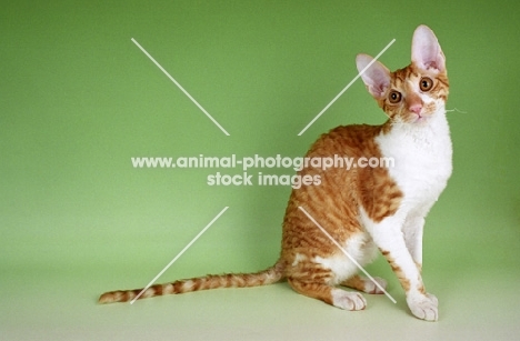 red and white cornish rex