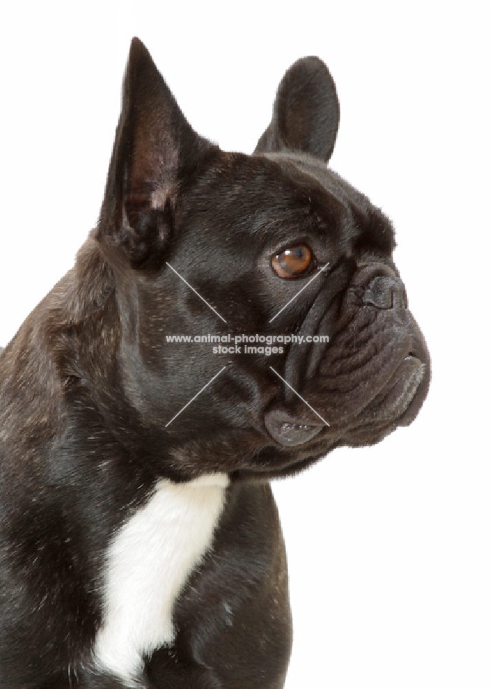 Brindle French Bulldog, Australian Champion, looking away