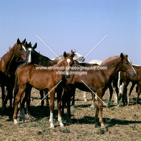 two foals in a taboon of tersk mares & foals at stavropol stud, russia
