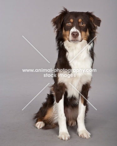 Australian Shepherd Dog on grey background