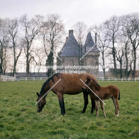 French Trotter grazing in field with foal at Haras de Pompadour