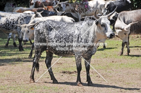 Nguni Cattle, full body shot