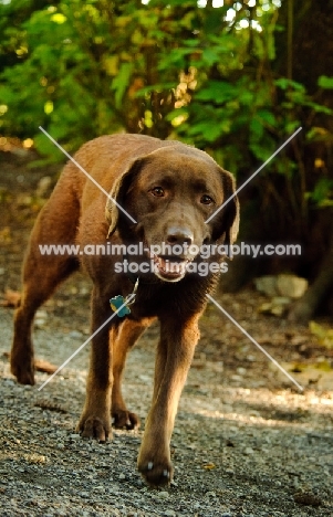 chocolate Labrador Retriever walking towards camera