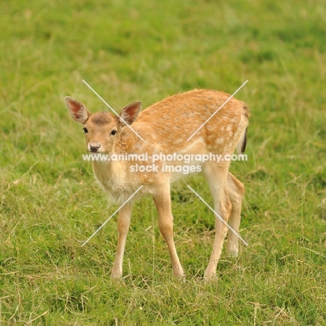 fawn deer