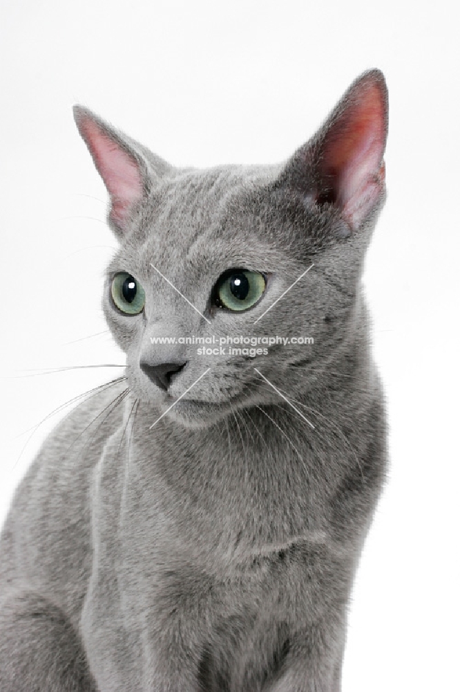 Russian Blue cat, portrait