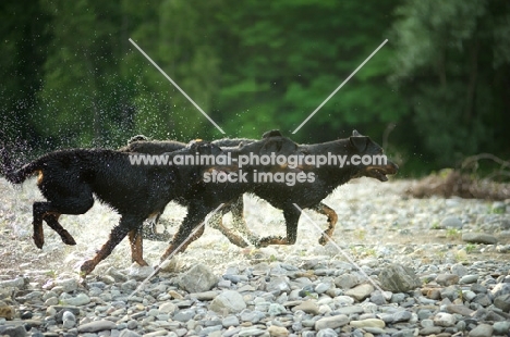 Three Beauceron run on a river shore