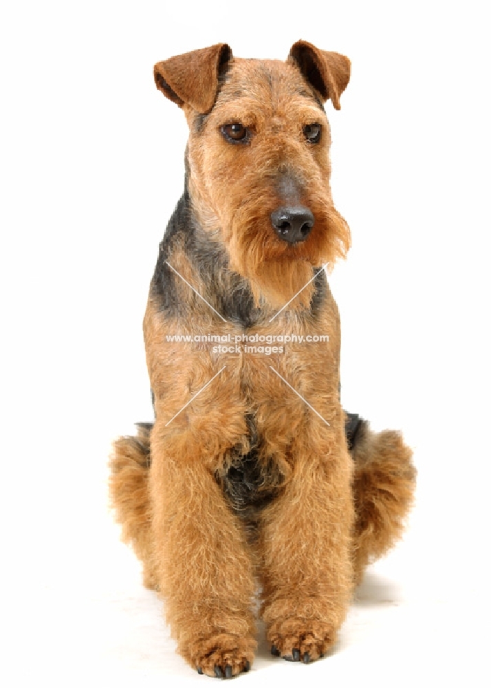 Australian Champion Welsh Terrier sitting down