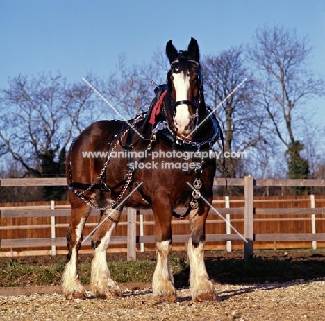 shire horse with harness