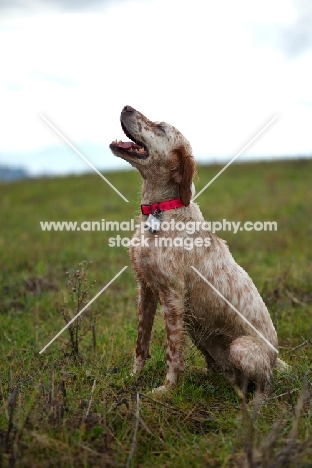 orange and white englis setter sitting in a field